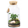 Biosféra v skle Kávovník a mach 37cm
