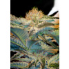 Sweet Seeds Mohan Ram Balenie: 10+4