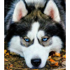 Inna Kreatívna sada na maľovanie podľa čísel - pes husky KTL2084, 30x40 cm, s rámom a štetcami