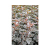Tavoľa kalinolistá FloraSelf Physocarpus opulifolius 'Diabolo'® výška 60-80 cm kvetináč 4 l