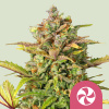 Royal Queen Seeds Semená kanabisu Sweet ZZ Feminized 1 pcs