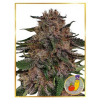 Mr. Hide Seeds - Mr. + Runtz 3 ks - Semienka neobsahujú THC
