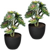 Sukulenty na kmeni ,OJ 2 ks, výška 300 mm