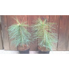 Borovica mexická (Pinus ayacahuite) veľkosť 20-35cm