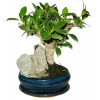 Ficus retusa - figovník - bonsai 408