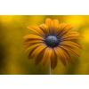 Fotografia Sunshine Daisy, Mandy Disher, 40 × 26.7 cm