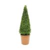 Krušpán pyramída FloraSelf Buxus sempervirens 70-75 cm kvetináč 7,5 l