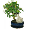 Izbová bonsaj Carmona microphylla - čaj fuki 409