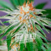 Blimburn Seeds Feminizované semená kanabisu Red Dragon 3 pcs