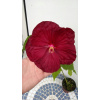 Trvalka hibiscus Robert Fleming (Trvalka hibiscus Robert Fleming)