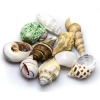 HOBBY Sea Shells Set M 10ks- dekorácia do akvária (HOBBY Sea Shells Set M 10ks- dekorácia do akvária)