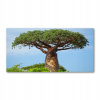 Fotografie fotografia temperované sklo baobab 140x70 (Foto-image veľký akrylový baobab fotografia 140x70 cm)