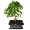 Zelkova 410 - izbové bonsaje