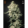 Green House Seed White Rhino Balenie: 10