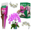 BOPON Eliksir DUO na orchidey 35ml - Výživa a regenerácia (Objavte kúzlo dvojzložkového elixíru BOPON Eliksir DUO, špeciálne vytvoreného pre komplexnú starostlivosť o všetky druhy orchideí. Tento inov