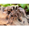 Tliltocatl albopilosus nicaragua - Dospelý samec 12/2024