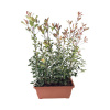 Červienka v kvetináči hotový živý plot dĺžka 80 cm výška cca 125-150 cm FloraSelf Photinia fraseri 'Red Robin'