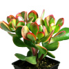 Crassula ovata 'Sunset' Grubosz Strom šťastia (Crassula ovata 'Sunset' Grubosz Strom šťastia)