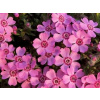 Plamienka šidlovitá Rosette - Phlox subulata Rosette (kontajner p11)