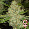KC Brains Seeds - Brains Choice 5 ks - Semená neobsahujú THC