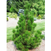 Borovica Heldreichova Emerald Arrow (kontajner C5/C7,5)