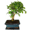 Zelkova 416 - izbové bonsaje