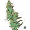 Sensi Seeds Cannabis Seeds Jack Herer® Regular od White Label, 10 ks