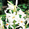 Lilium Candidum Lilia St. Antoni józef 1 ks (Lilium Candidum Lilia St. Antoni józef 1 ks)