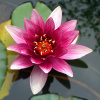 Ekokoza Indian Lotus, 1 l