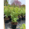 Bambus Fargesia Nitida Volcano 5L 40-60 cm Krakov (Bambus Fargesia Nitida Volcano 5L 40-60 cm Krakov)