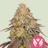 Royal Queen Seeds Feminizované semená kanabisu Legendárny OG Punch 5 ks