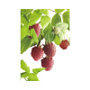 Malina BIO letná 'Schönemann' FloraSelf Floralie Gardening with kids kvetináč Ø 13 cm