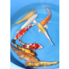 Japonsky koi Japonské koi 30-40cm
