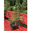 Bambus phylostachys spectabilis 2,5 l 60-100 cm KR (Bambus phylostachys spectabilis 2,5 l 60-100 cm KR)