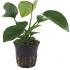 Tropica Anubias barteri var. caladiifolia - 1 ks