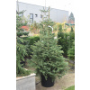 Picea pungens, Clt.30