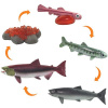 Animal Life Životný cyklus Lososa FAS033074