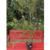 Bambus phylostachys pekinensis 3l 60-140 cm krakov (Bambus phylostachys pekinensis 3l 60-140 cm krakov)