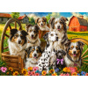 Happy Dogs In The Countryside (27699)