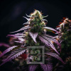 Blimburn Seeds Feminizované semená kanabisu Sirius Black 6 pcs
