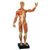 Figurína znázorňujúca svalstvo cca 62cm (1/3 veľkosť človeka)