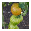 BIO Paradajka Tigerella - Solanum lycopersicum - predaj bio semien paradajok - 6 ks