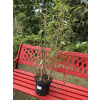 Bambus phylostachys aureosulcata 2,5 l 60-130cm KR (Bambus phylostachys aureosulcata 2,5 l 60-130cm KR)