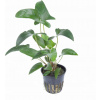 Tropica Anubias gracilis - 1 ks