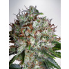 Ministry of Cannabis Big Bud XXL Balenie: 5