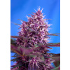 Sweet Seeds Red Poison Auto Balenie: 25