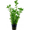 Tropica Bacopa caroliniana - 1 ks