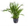 Tropica Microsorum pteropus 'Windeløv' - 1 ks