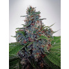 Ministry of Cannabis Blue Amnesia Auto Balenie: 5