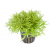 Tropica Pogostemon helferi - 1 ks